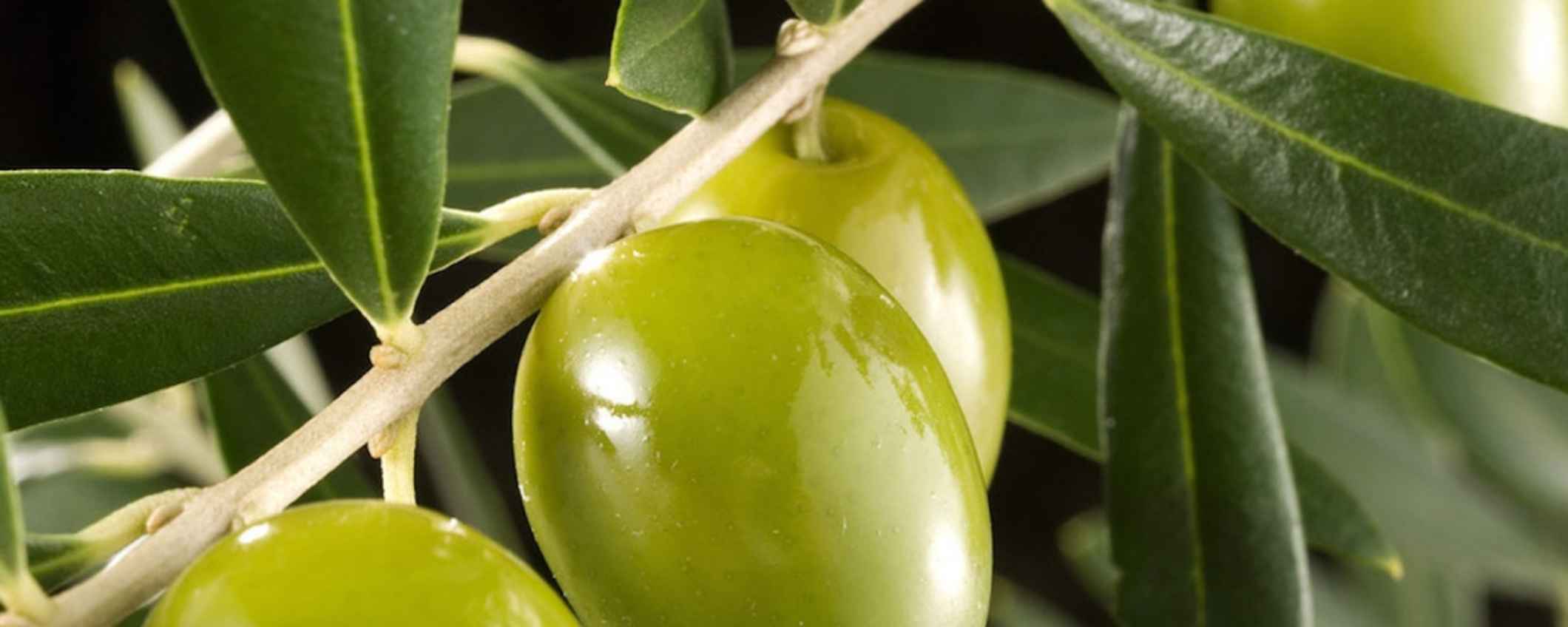 Taller de encurtido de olivas verdes
