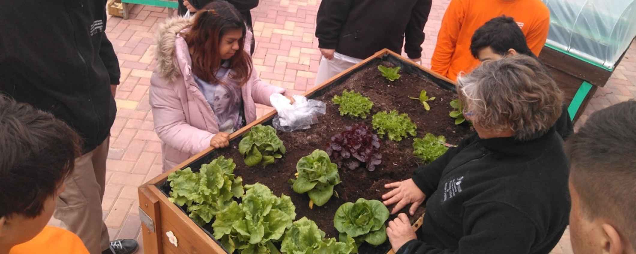 El huerto, un beneficio para todos