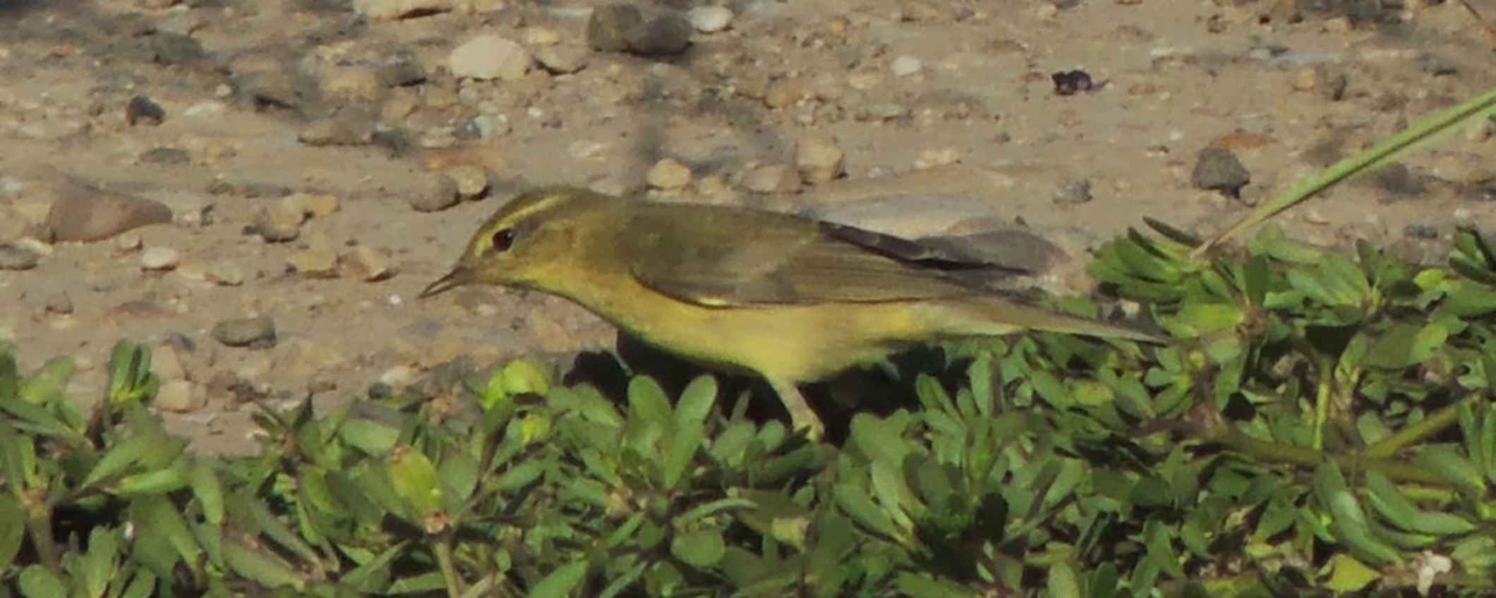 Cómo invitar a las aves a formar parte del huerto