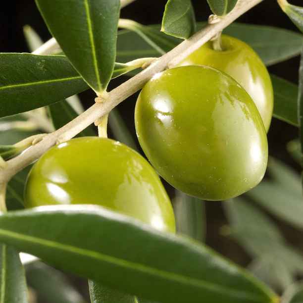 Taller de encurtido de olivas verdes