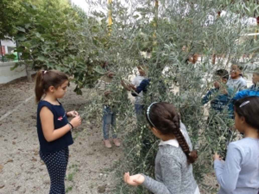Taller de encurtido de olivas verdes